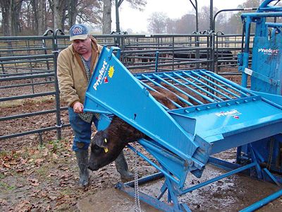 Image showing  Calf Table for Calves Up To 450 lb.