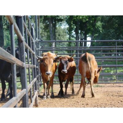 Image showing  12 ft. x 5 ft. Premier Cattle Panel