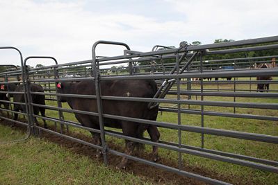 Image showing  Universal Alley Stop