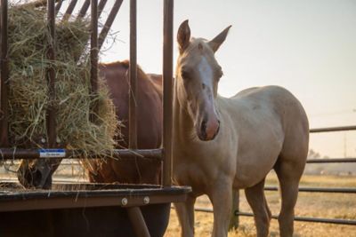 Image showing  Pre-Assembled Pasture Horse Feeder