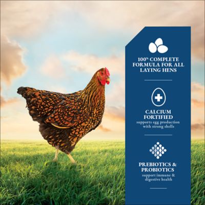 Image showing  16% Layer Pelleted Chicken Feed