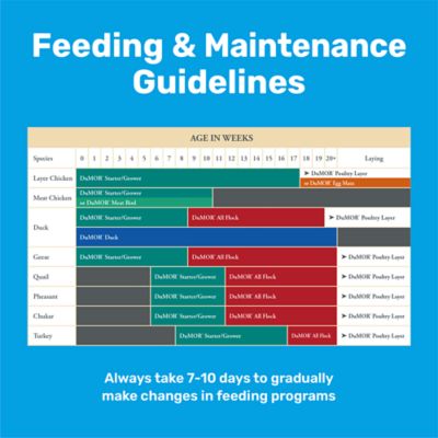 Image showing  16% Layer Crumbled Chicken Feed