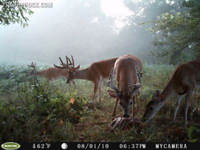 Image showing  New York All-Natural Deer Mineral Supplement and Attractant