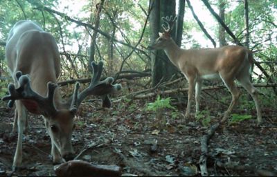 Image showing  New York All-Natural Deer Mineral Supplement and Attractant