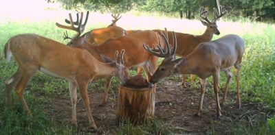 Image showing  New York All-Natural Deer Mineral Supplement and Attractant