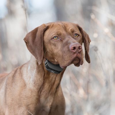 Image showing  500 yd. SportTrainer Remote Dog Training Collar, SD-575