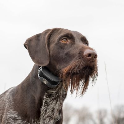 Image showing  3/4 Mile SportTrainer Remote Dog Training Collar