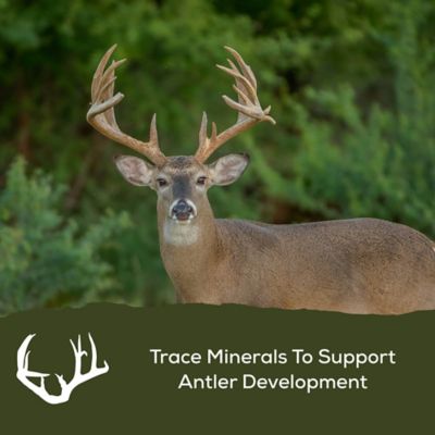 Image showing  Golden Deer Nuggets, 40 lb. Bag, Wild Berry, NY