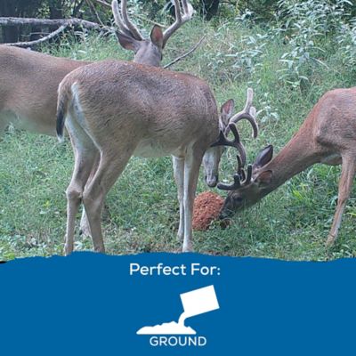 Image showing  Deer Block, 30.3 lb. Block