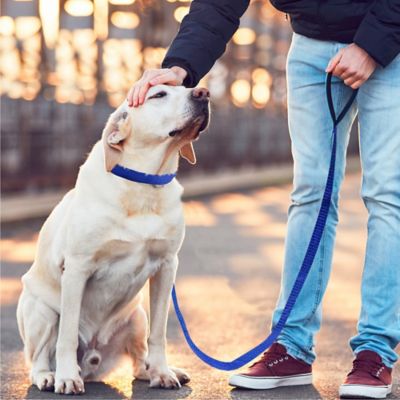 Image showing  Slip Lead Dog Leashes, 6 ft., 24-Pack