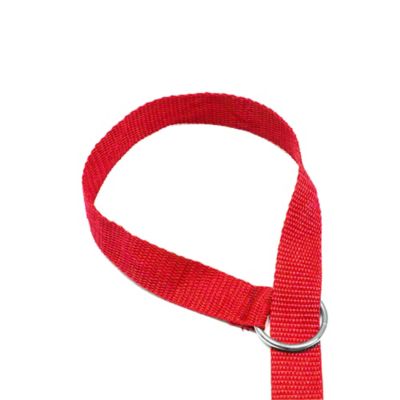 Image showing  Slip Lead Dog Leashes, 6 ft., 24-Pack