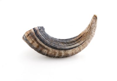 Image showing  Lamb Horn Dog Chew Treats, 0.26 lb.