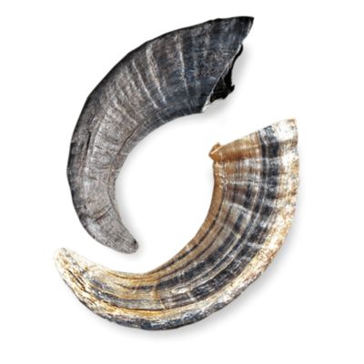 Image showing  Lamb Horn Dog Chew Treats, 0.26 lb.