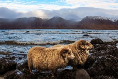 Image showing  Lamb Marrow Pieces Dog Chew Treats, 4.5 oz.