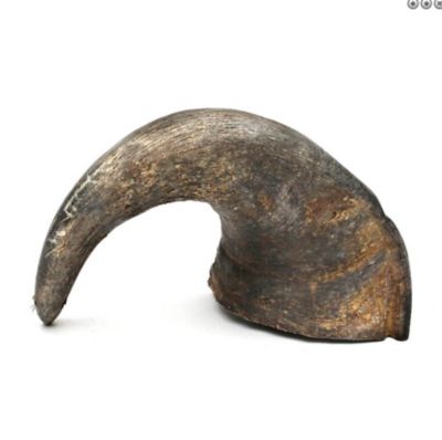 Image showing  Hornz Medium Water Buffalo Horn Dog Chew Treat, 1 ct.