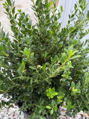 Image showing  Hoogendorn Holly