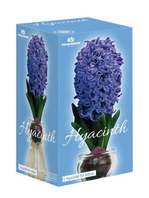 Totalgreen Fragrant Hyacinth On Glass Grow Kits
