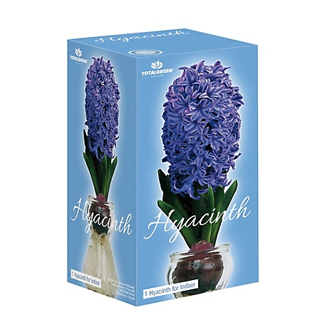 Totalgreen Fragrant Hyacinth On Glass Grow Kits