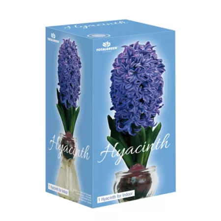 Totalgreen Scented Hyacinth Growing Kits on Glass Perennials