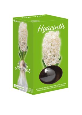 Image showing  Fragrant Hyacinth On Glass Grow Kits