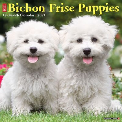 bichon frise dog slippers