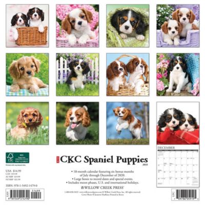 Willow Creek Press Just Cavalier King Charles Spaniel Puppies 21 Wall Calendar At Tractor Supply Co