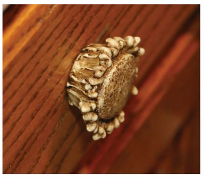 Image showing  Antler Drawer/Cabinet Knobs, 2-Pack