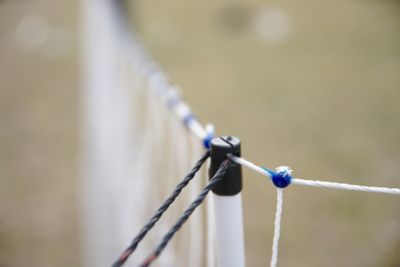 Image showing 7 th Starkline 82 ft. x 48 in. Electric Poultry Netting, Blue/White