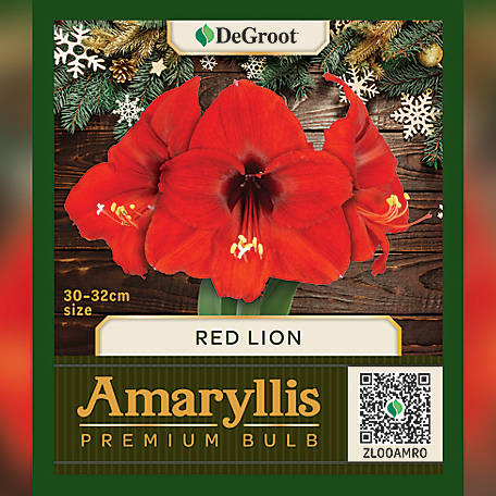 DeGroot Premium Amaryllis 'Red Lion' Flower Bulb