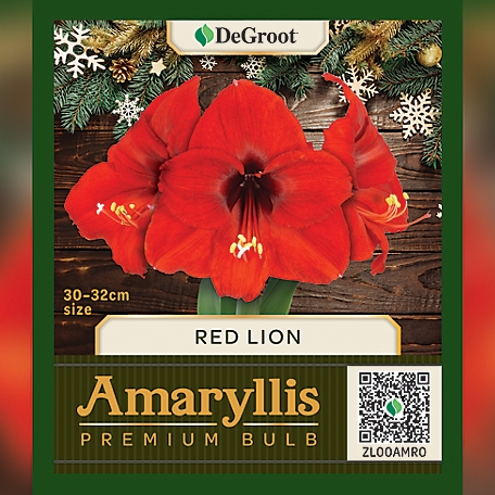 DeGroot Premium Amaryllis 'Red Lion' Flower Bulb