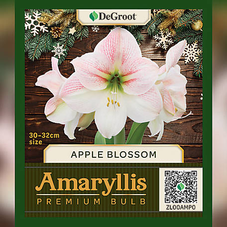 DeGroot Premium Amaryllis 'Apple Blossom' Flower Bulb