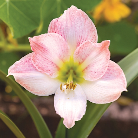 DeGroot Premium Amaryllis 'Apple Blossom' Flower Bulb