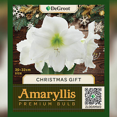 DeGroot Premium Amaryllis 'Christmas Gift' Flower Bulb