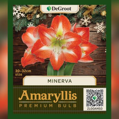 DeGroot Premium Amaryllis 'Minerva' Flower Bulb