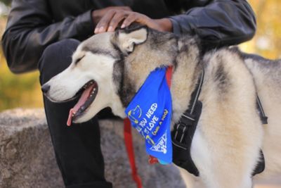 Image showing  Cooling Collar and Polyester Dog Bowl