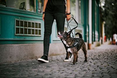 Image showing  Easy-On IDC Reflective Power Dog Harness