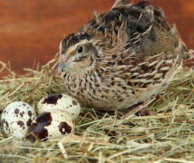 Hoover's Hatchery Live Coturnix Quail, 30 ct. Baby Chicks