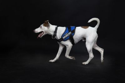 Image showing 5 th Julius-K9 Easy-On IDC Reflective Power Dog Harness