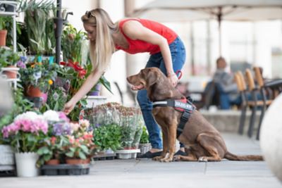 Image showing 5 th Julius-K9 Easy-On IDC Reflective Power Dog Harness