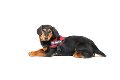 Image showing 4 th Julius-K9 Easy-On IDC Reflective Power Dog Harness