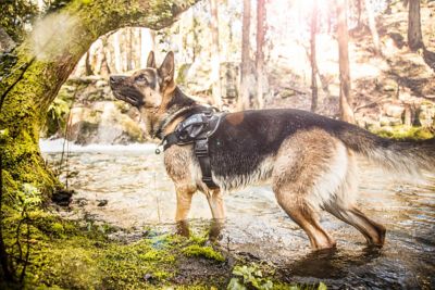 Image showing 4 th Julius-K9 Easy-On IDC Reflective Power Dog Harness