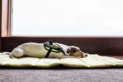 Image showing  Easy-On IDC Reflective Power Dog Harness