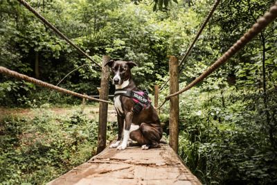 Image showing 5 th Julius-K9 Easy-On IDC Reflective Power Dog Harness