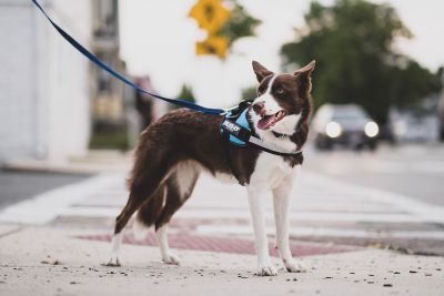 Image showing 5 th Julius-K9 Easy-On IDC Reflective Power Dog Harness