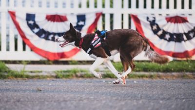 Image showing 5 th Julius-K9 Easy-On IDC Hook-and-Loop Patch Reflective Power Dog Harness