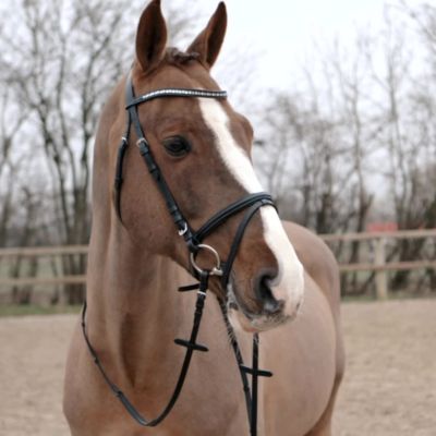 Image showing  Weston Snaffle Bridle