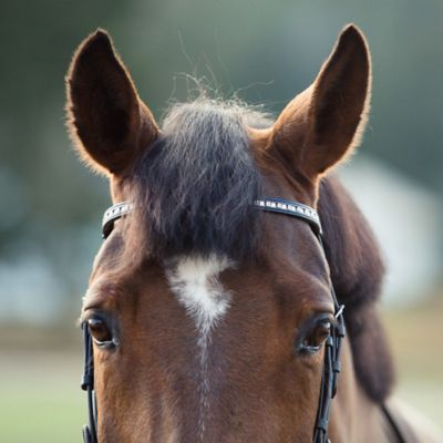 Image showing  Weston Snaffle Bridle