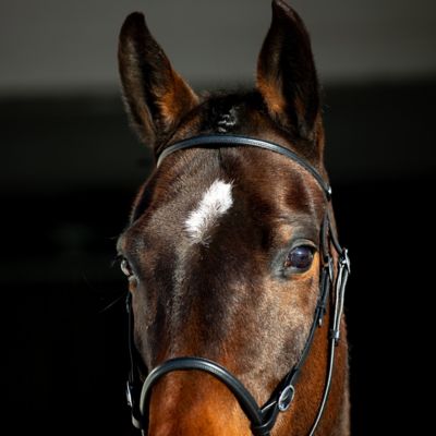 Image showing  Leather Bitless English Bridle