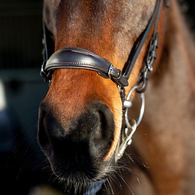 Image showing  Bergen Leather Remont Bridle