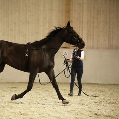 Image showing  Nylon Lunging Cavesson